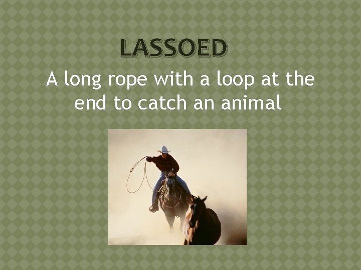 LASSOED A long rope with a loop at the end to catch an animal