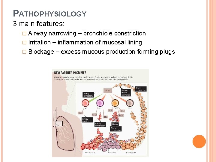 PATHOPHYSIOLOGY 3 main features: � Airway narrowing – bronchiole constriction � Irritation – inflammation