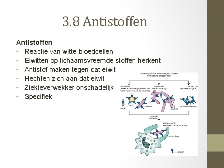 3. 8 Antistoffen • Reactie van witte bloedcellen • Eiwitten op lichaamsvreemde stoffen herkent