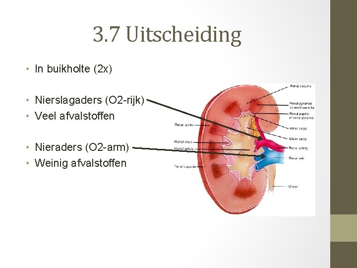 3. 7 Uitscheiding • In buikholte (2 x) • Nierslagaders (O 2 -rijk) •