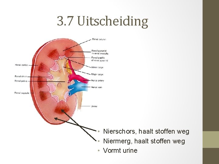 3. 7 Uitscheiding • Nierschors, haalt stoffen weg • Niermerg, haalt stoffen weg •