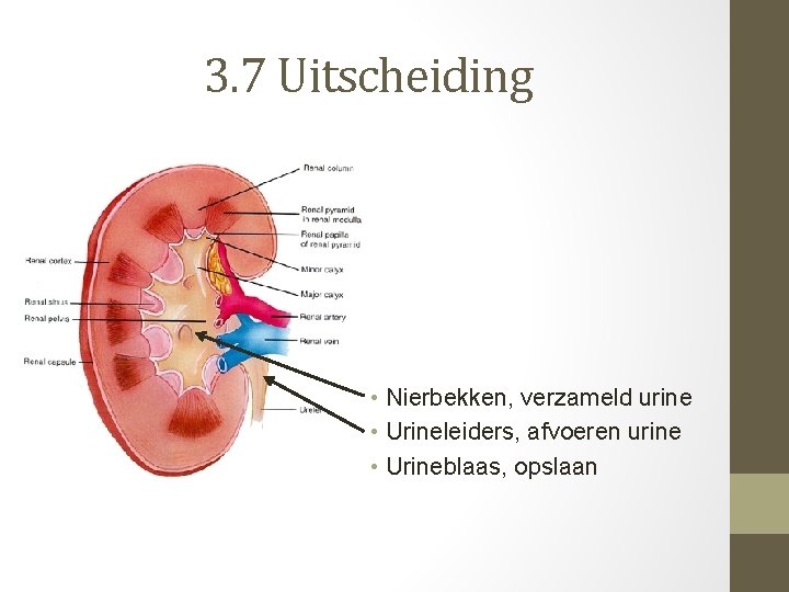 3. 7 Uitscheiding • Nierbekken, verzameld urine • Urineleiders, afvoeren urine • Urineblaas, opslaan