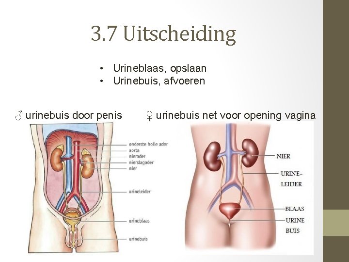 3. 7 Uitscheiding • Urineblaas, opslaan • Urinebuis, afvoeren ♂ urinebuis door penis ♀