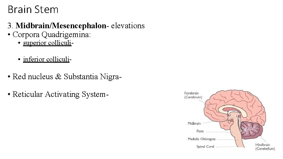 Brain Stem 3. Midbrain/Mesencephalon- elevations • Corpora Quadrigemina: • superior colliculi • inferior colliculi-