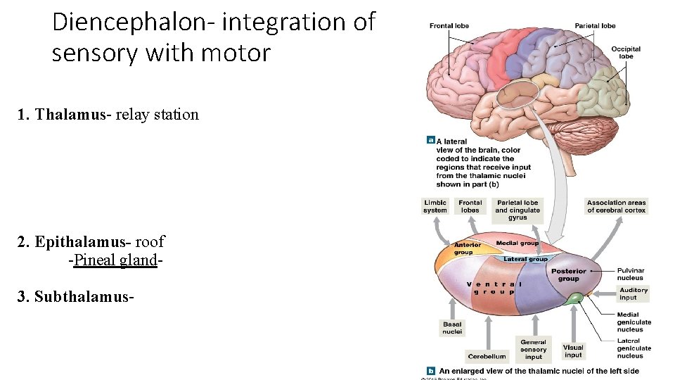 Diencephalon- integration of sensory with motor 1. Thalamus- relay station 2. Epithalamus- roof -Pineal