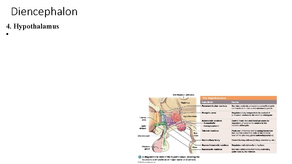 Diencephalon 4. Hypothalamus • 