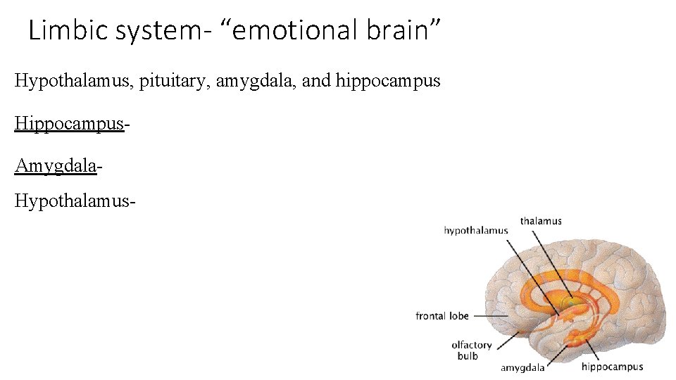 Limbic system- “emotional brain” Hypothalamus, pituitary, amygdala, and hippocampus Hippocampus. Amygdala. Hypothalamus- 