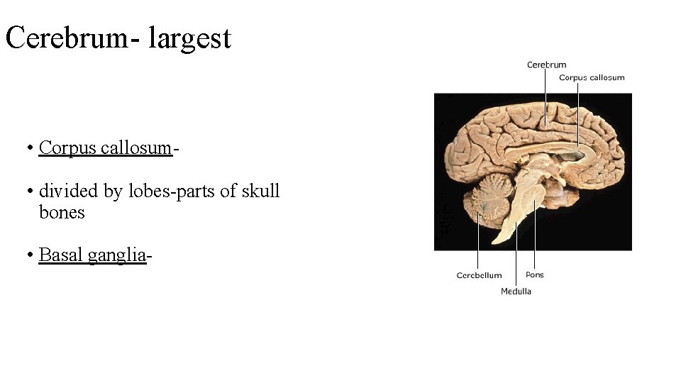 Cerebrum- largest • Corpus callosum • divided by lobes-parts of skull bones • Basal