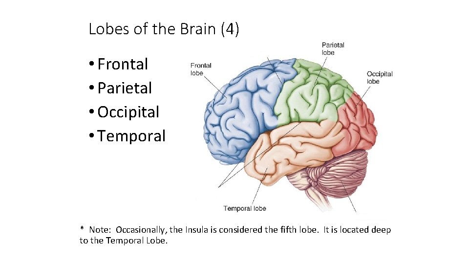 Lobes of the Brain (4) • Frontal • Parietal • Occipital • Temporal *