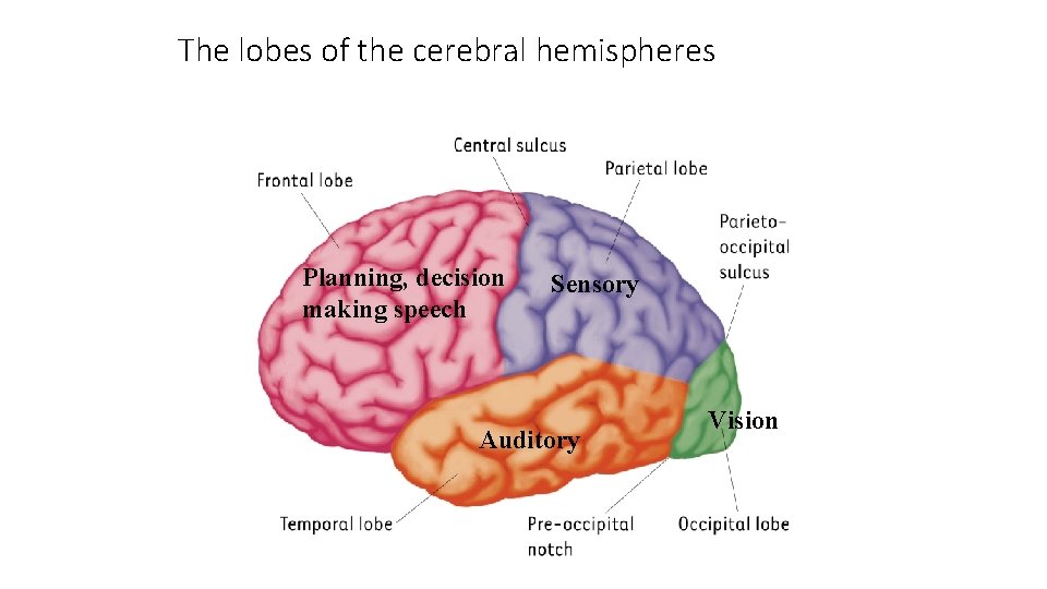 The lobes of the cerebral hemispheres Planning, decision making speech Sensory Auditory Vision 