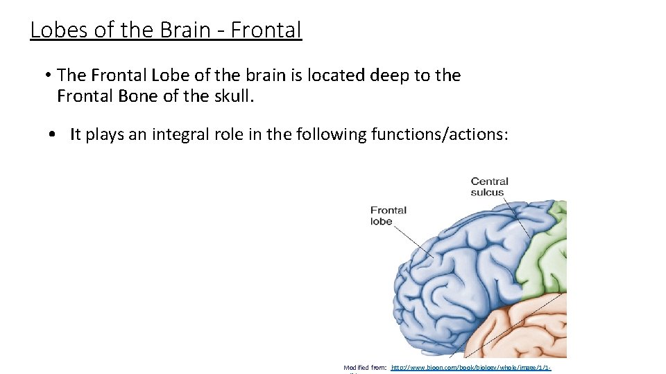 Lobes of the Brain - Frontal • The Frontal Lobe of the brain is