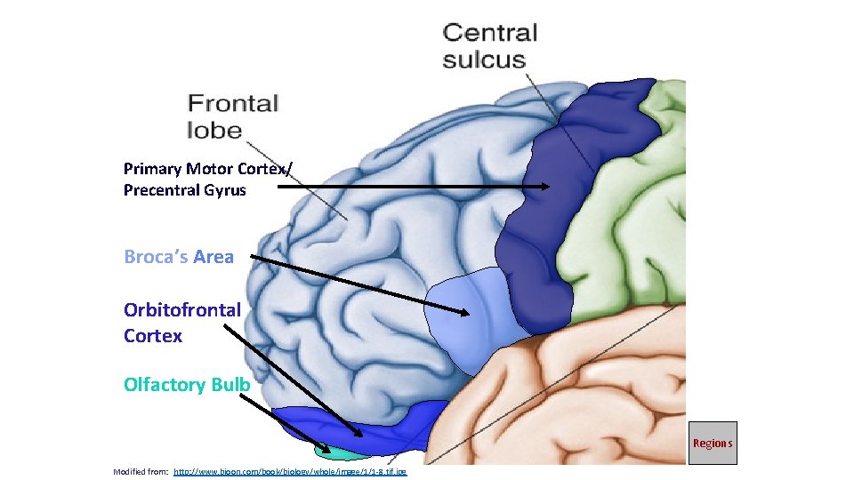 Primary Motor Cortex/ Precentral Gyrus Broca’s Area Orbitofrontal Cortex Olfactory Bulb Regions Modified from: