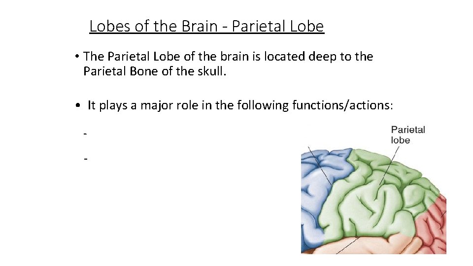 Lobes of the Brain - Parietal Lobe • The Parietal Lobe of the brain