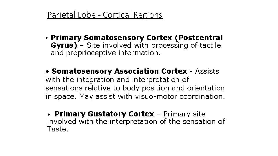 Parietal Lobe - Cortical Regions • Primary Somatosensory Cortex (Postcentral Gyrus) – Site involved