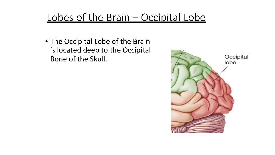 Lobes of the Brain – Occipital Lobe • The Occipital Lobe of the Brain