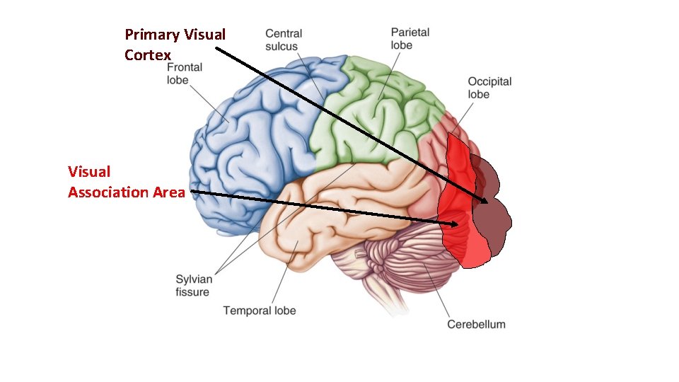 Primary Visual Cortex Visual Association Area 
