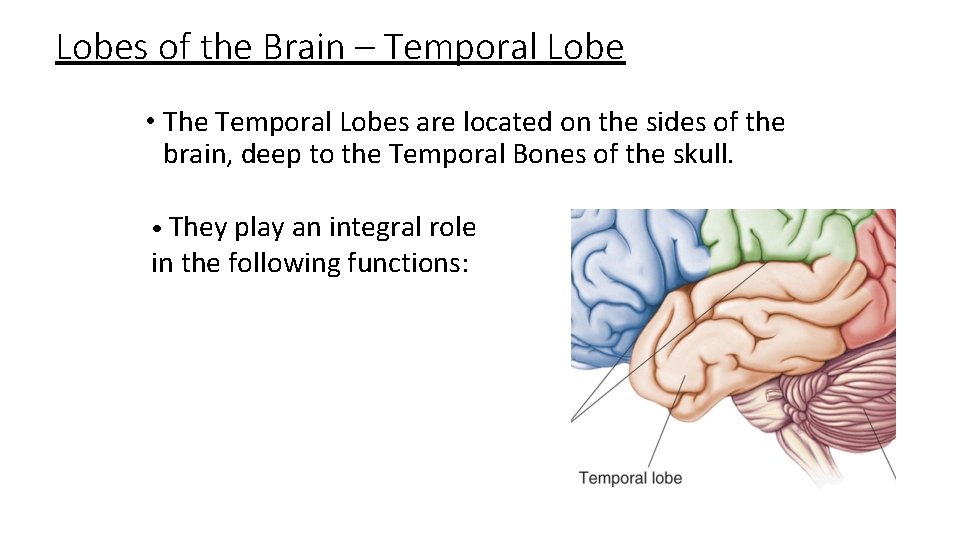 Lobes of the Brain – Temporal Lobe • The Temporal Lobes are located on