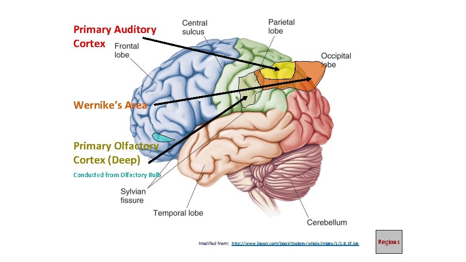 Primary Auditory Cortex Wernike’s Area Primary Olfactory Cortex (Deep) Conducted from Olfactory Bulb Modified