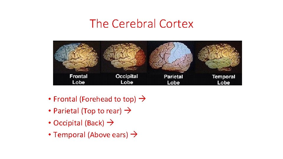 The Cerebral Cortex • Frontal (Forehead to top) • Parietal (Top to rear) •