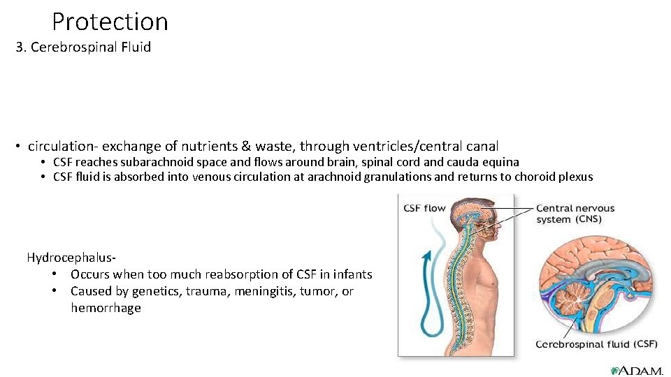 Protection 3. Cerebrospinal Fluid • circulation- exchange of nutrients & waste, through ventricles/central canal