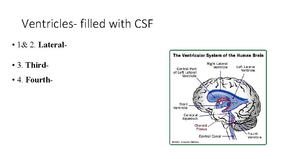 Ventricles- filled with CSF • 1& 2. Lateral • 3. Third • 4. Fourth-