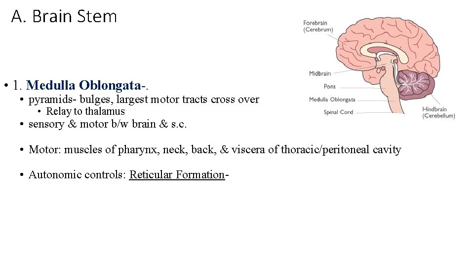 A. Brain Stem • 1. Medulla Oblongata-. • pyramids- bulges, largest motor tracts cross