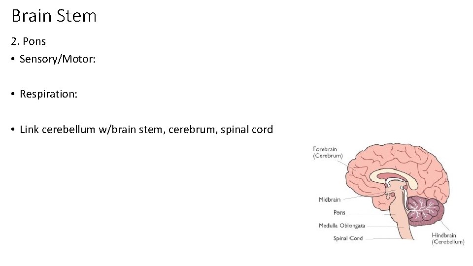 Brain Stem 2. Pons • Sensory/Motor: • Respiration: • Link cerebellum w/brain stem, cerebrum,