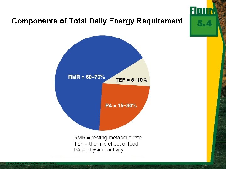 Components of Total Daily Energy Requirement 5. 4 