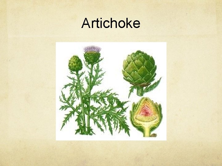 Artichoke 