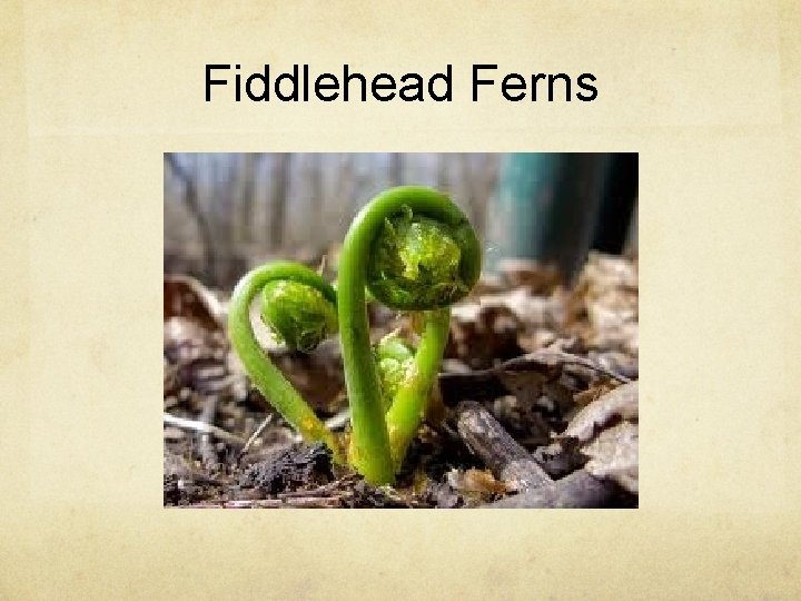 Fiddlehead Ferns 