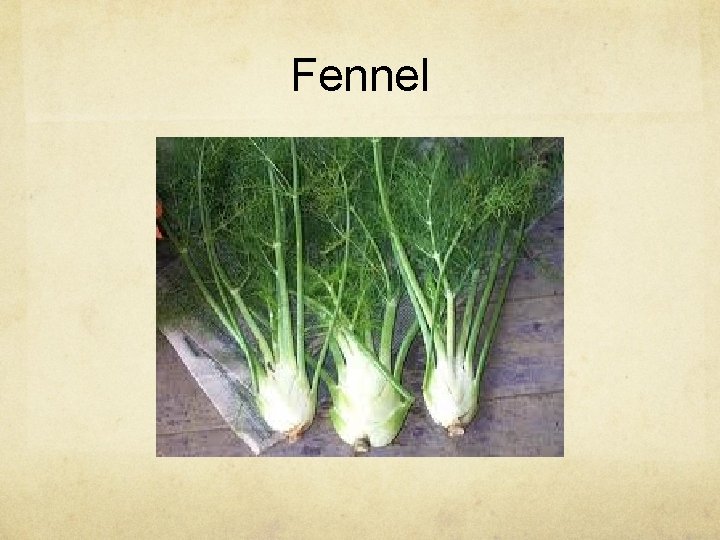 Fennel 