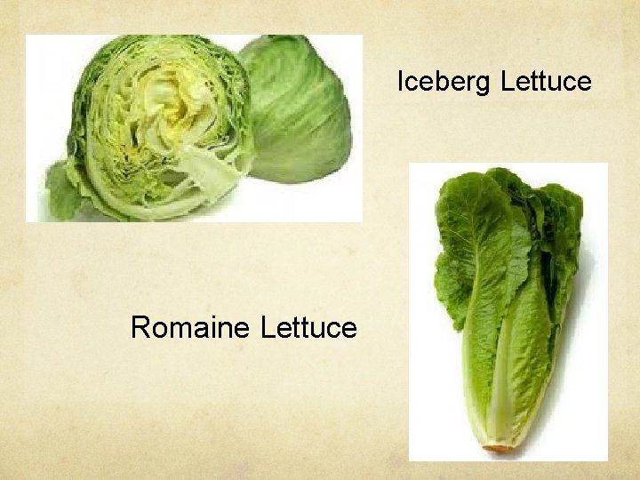 Iceberg Lettuce Romaine Lettuce 