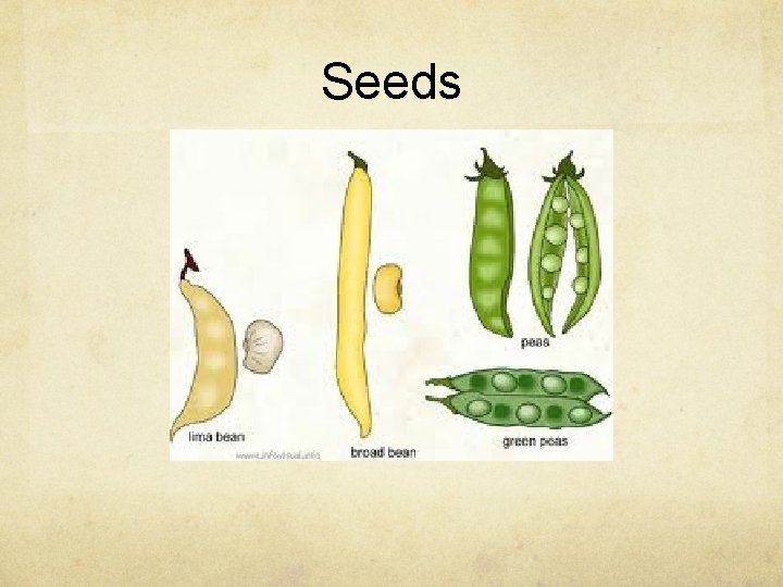 Seeds 