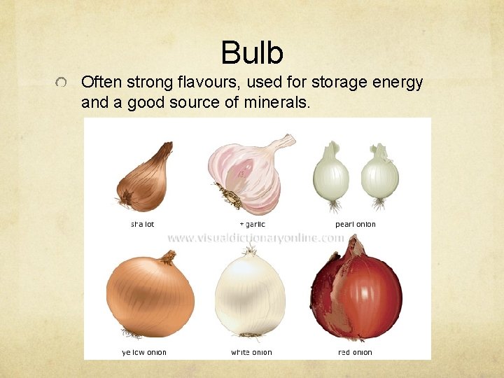 Bulb Often strong flavours, used for storage energy and a good source of minerals.