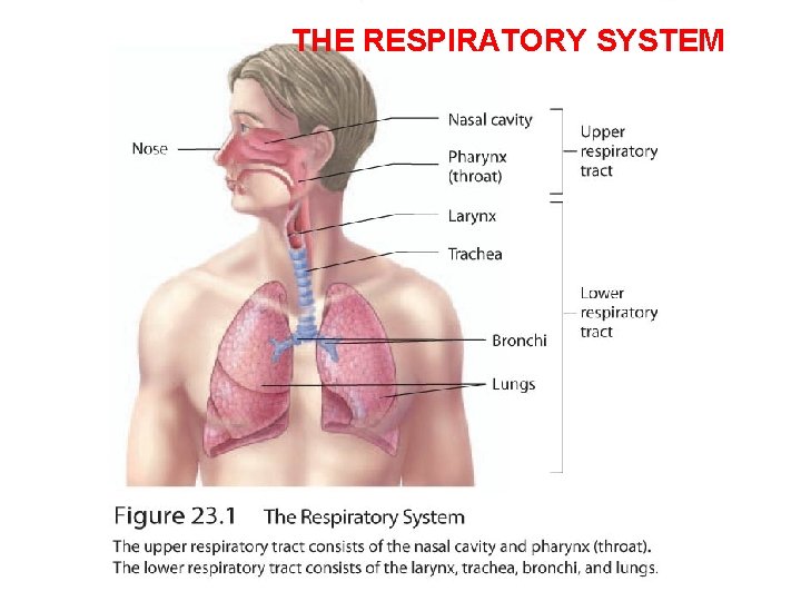 THE RESPIRATORY SYSTEM 