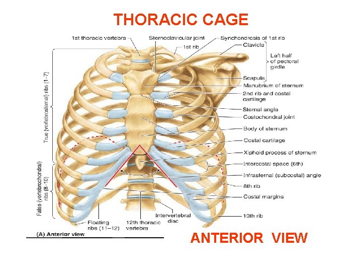 THORACIC CAGE ANTERIOR VIEW 