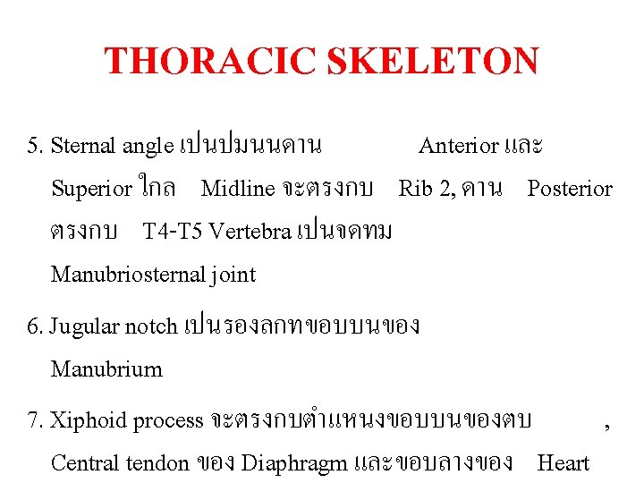 THORACIC SKELETON 5. Sternal angle เปนปมนนดาน Anterior และ Superior ใกล Midline จะตรงกบ Rib 2,