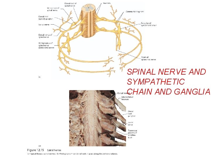SPINAL NERVE AND SYMPATHETIC CHAIN AND GANGLIA 
