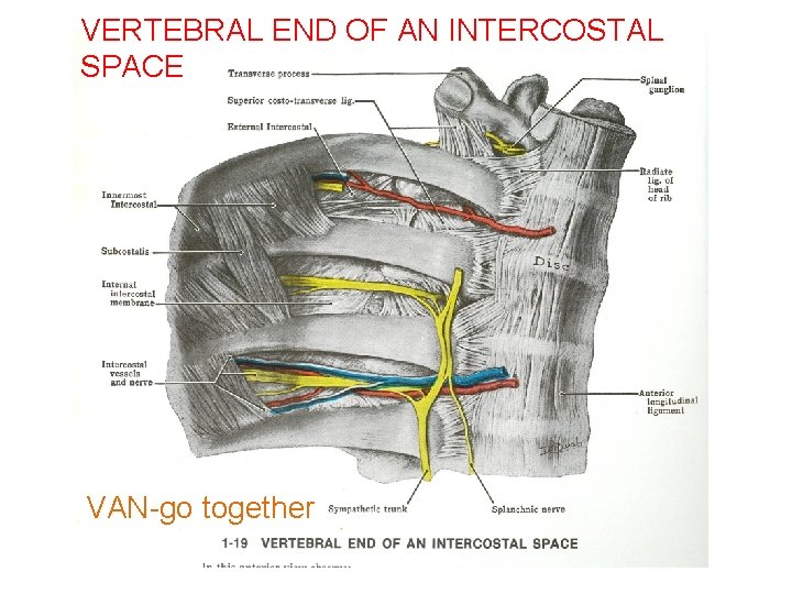 VERTEBRAL END OF AN INTERCOSTAL SPACE VAN-go together 