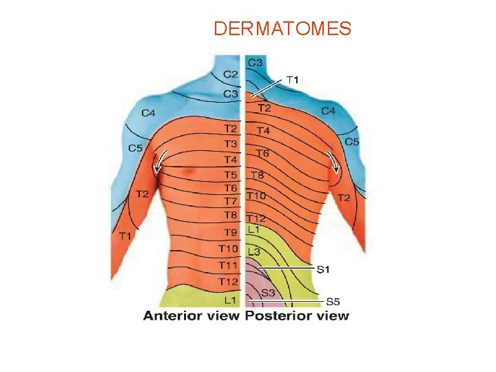DERMATOMES 
