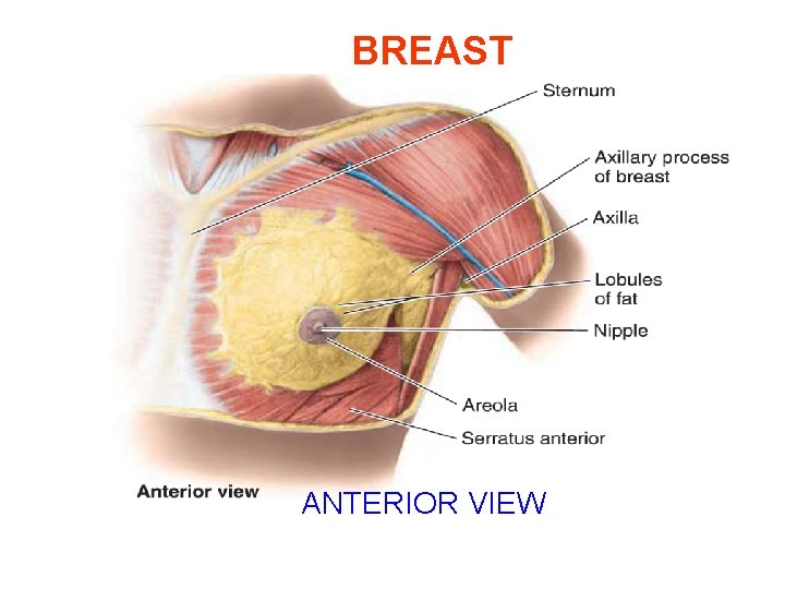 BREAST ANTERIOR VIEW 