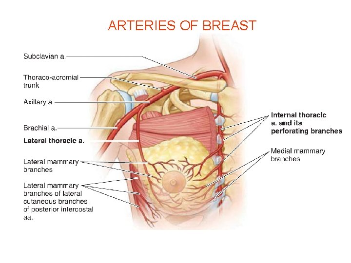 ARTERIES OF BREAST 