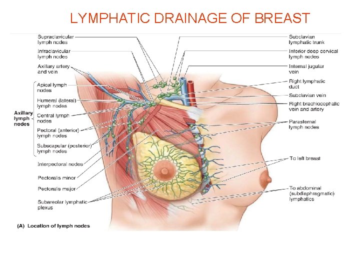 LYMPHATIC DRAINAGE OF BREAST 