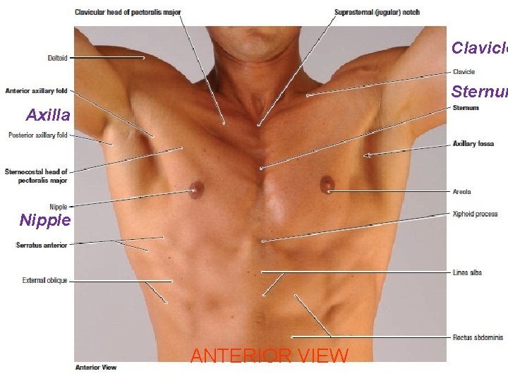 Clavicle Sternum Axilla Nipple ANTERIOR VIEW 