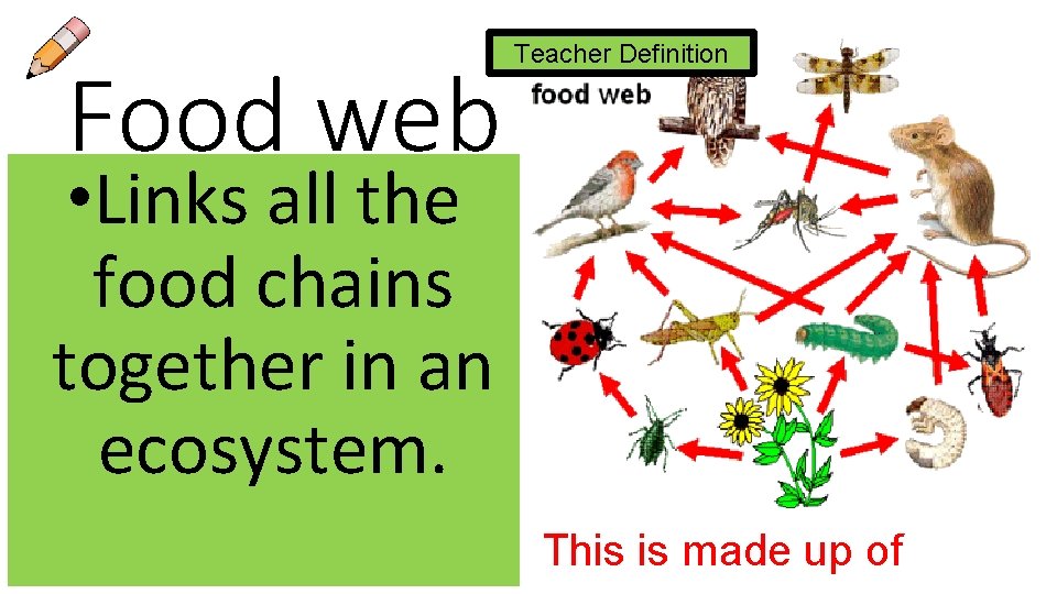 Food web Teacher Definition • Links all the food chains together in an ecosystem.
