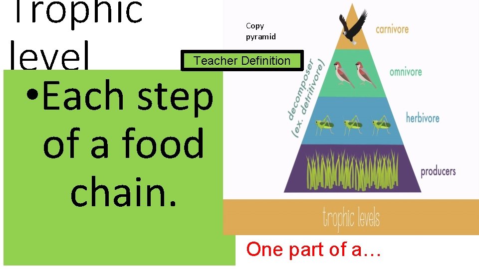 Trophic level • Each step of a food chain. Copy pyramid Teacher Definition One