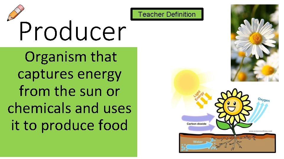 Producer Organism that captures energy from the sun or chemicals and uses it to