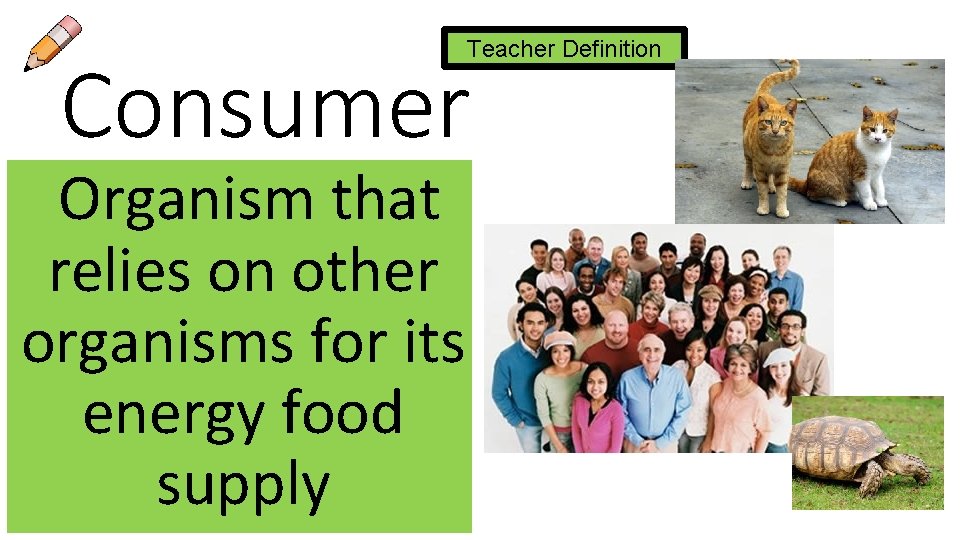 Teacher Definition Consumer Organism that relies on other organisms for its energy food supply