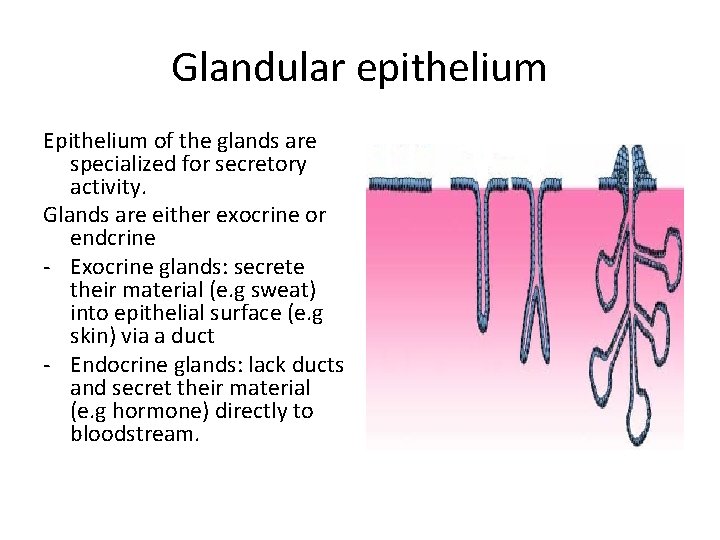 Glandular epithelium Epithelium of the glands are specialized for secretory activity. Glands are either Glandular epithelium Epithelium of the glands are specialized for secretory activity. Glands are either