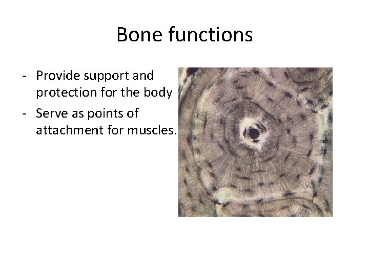 Bone functions - Provide support and protection for the body - Serve as points Bone functions - Provide support and protection for the body - Serve as points